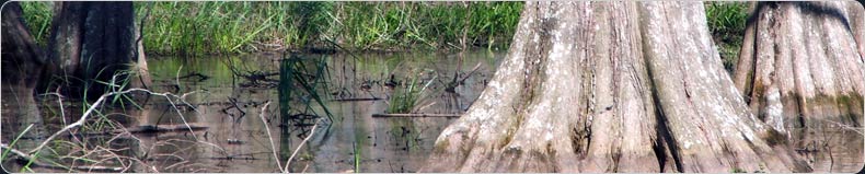 low country swamp with cypress trees